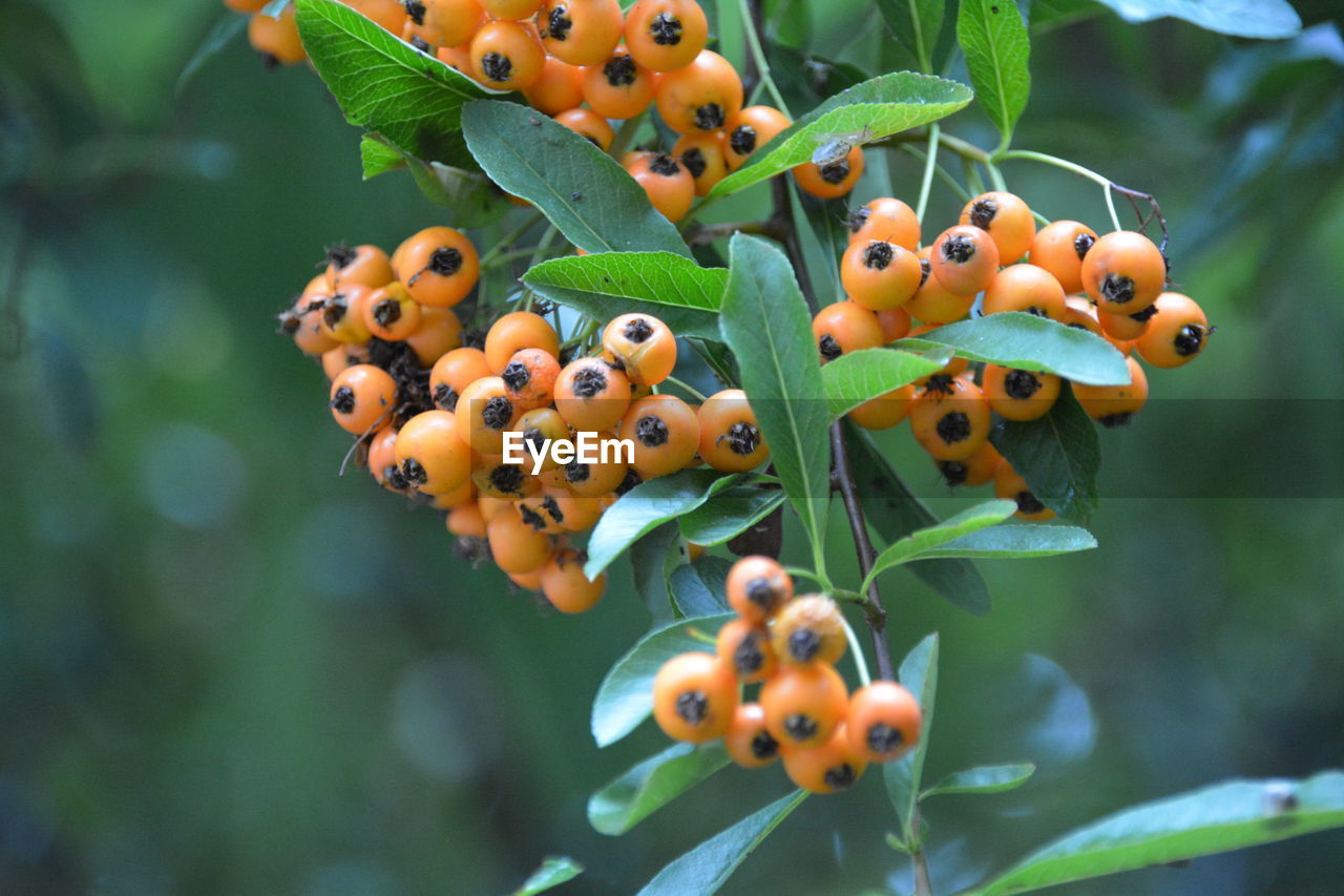 Close-up of rowanberries on tree