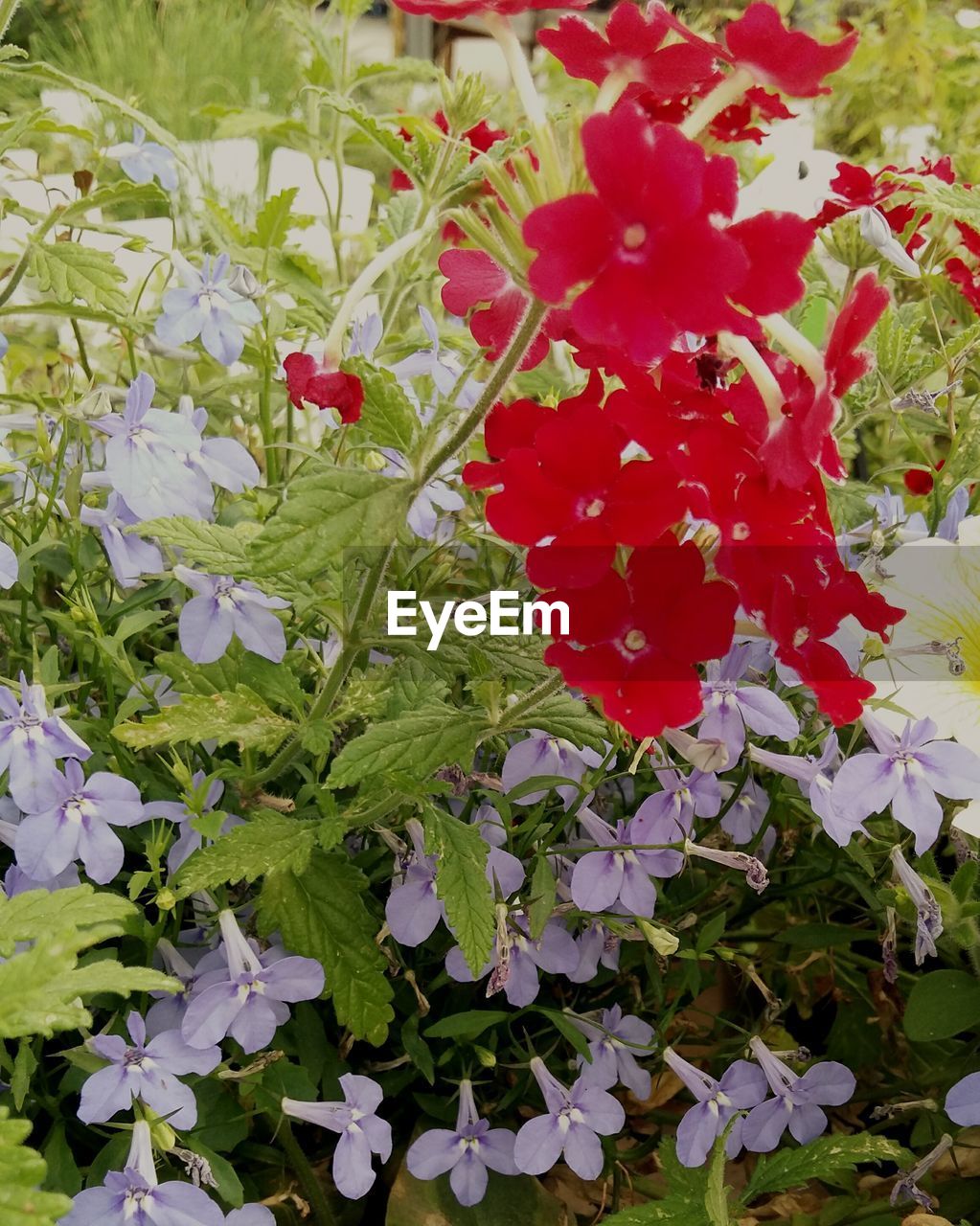 CLOSE-UP OF FLOWERS