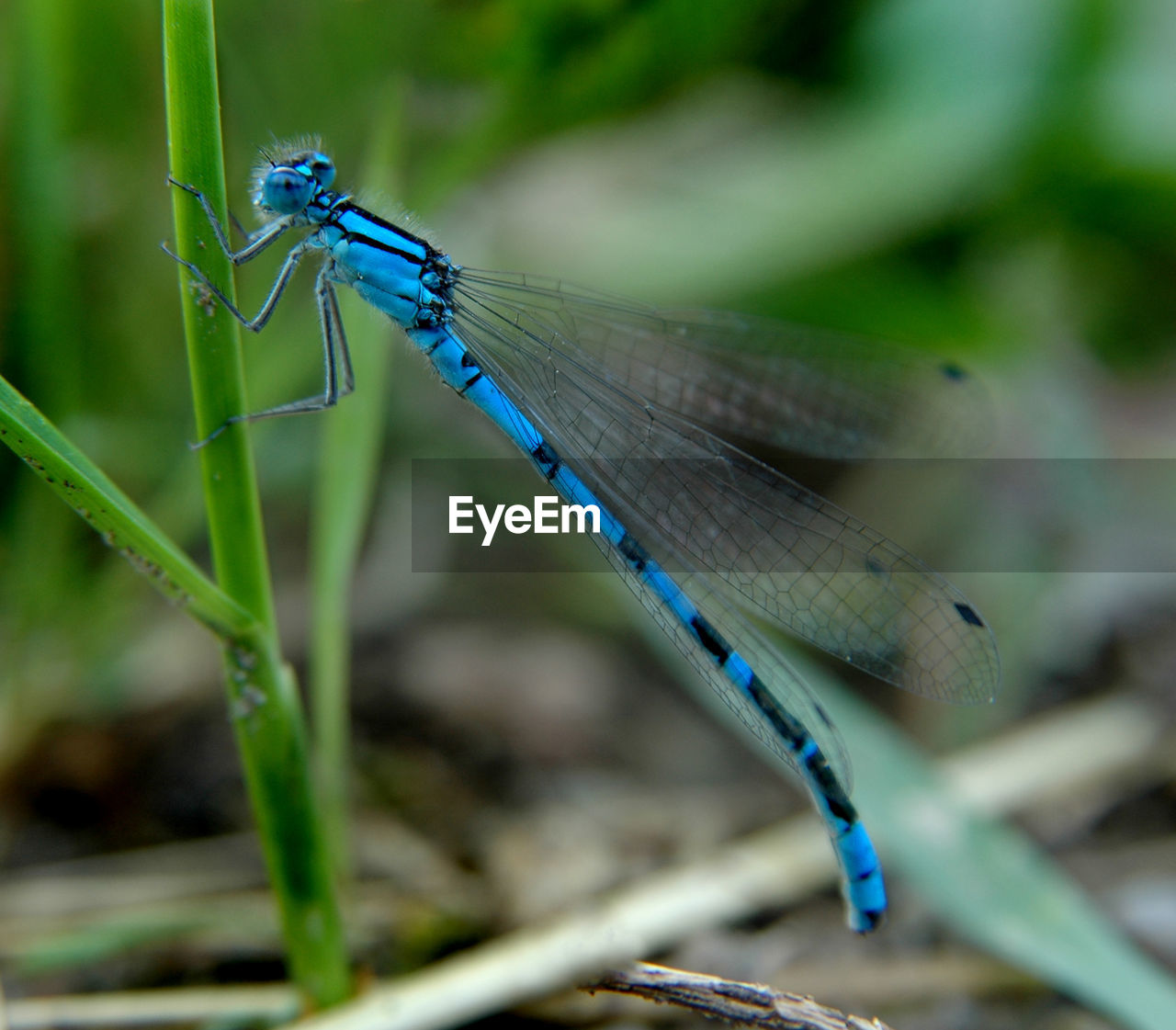 Close-up of blue dragonfly on grass