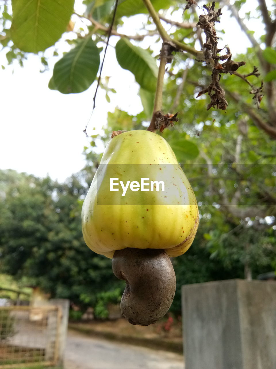 CLOSE-UP OF FRUIT HANGING ON TREE