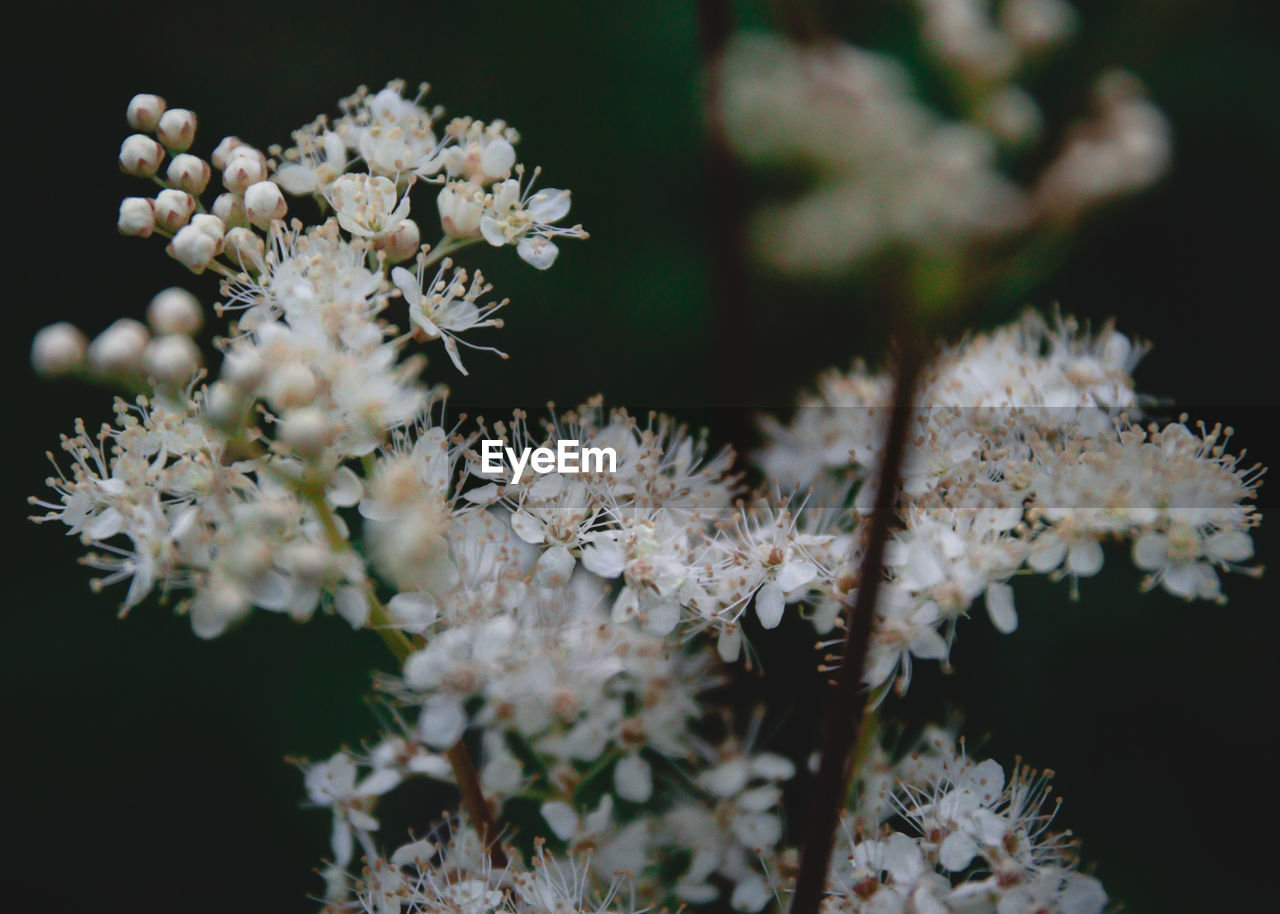 CLOSE-UP OF FLOWERING PLANTS