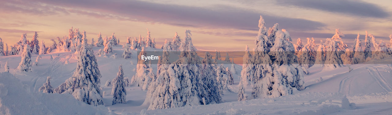 Panoramic view of trees on snow covered landscape