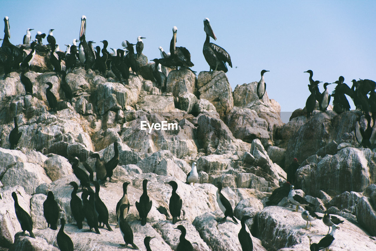 High angle view of cormorants on rocky shore