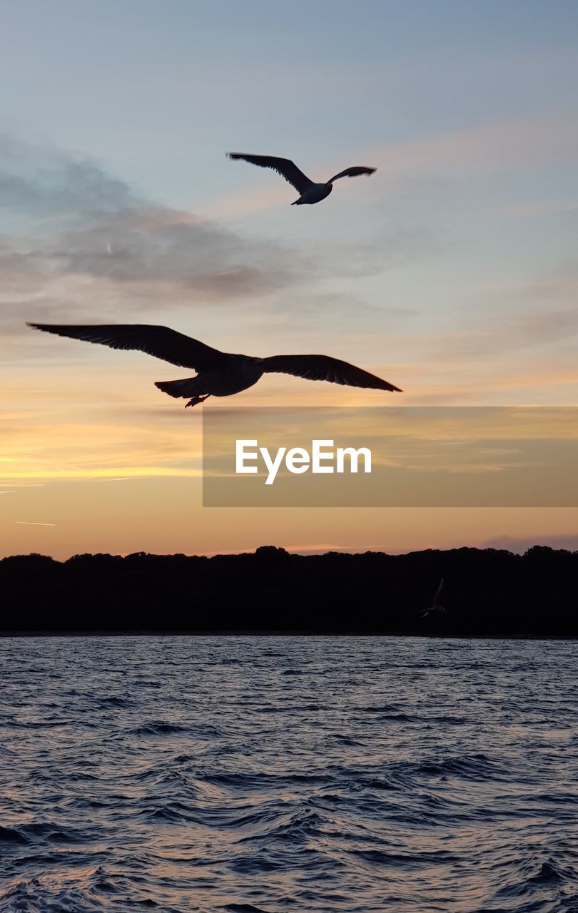 sky, sunset, animal, animal themes, water, wildlife, flying, animal wildlife, bird, sea, nature, beauty in nature, cloud, mid-air, silhouette, ocean, spread wings, seabird, group of animals, no people, motion, scenics - nature, tranquility, animal body part, tranquil scene, outdoors, dramatic sky, horizon, seagull, dusk, full length, environment