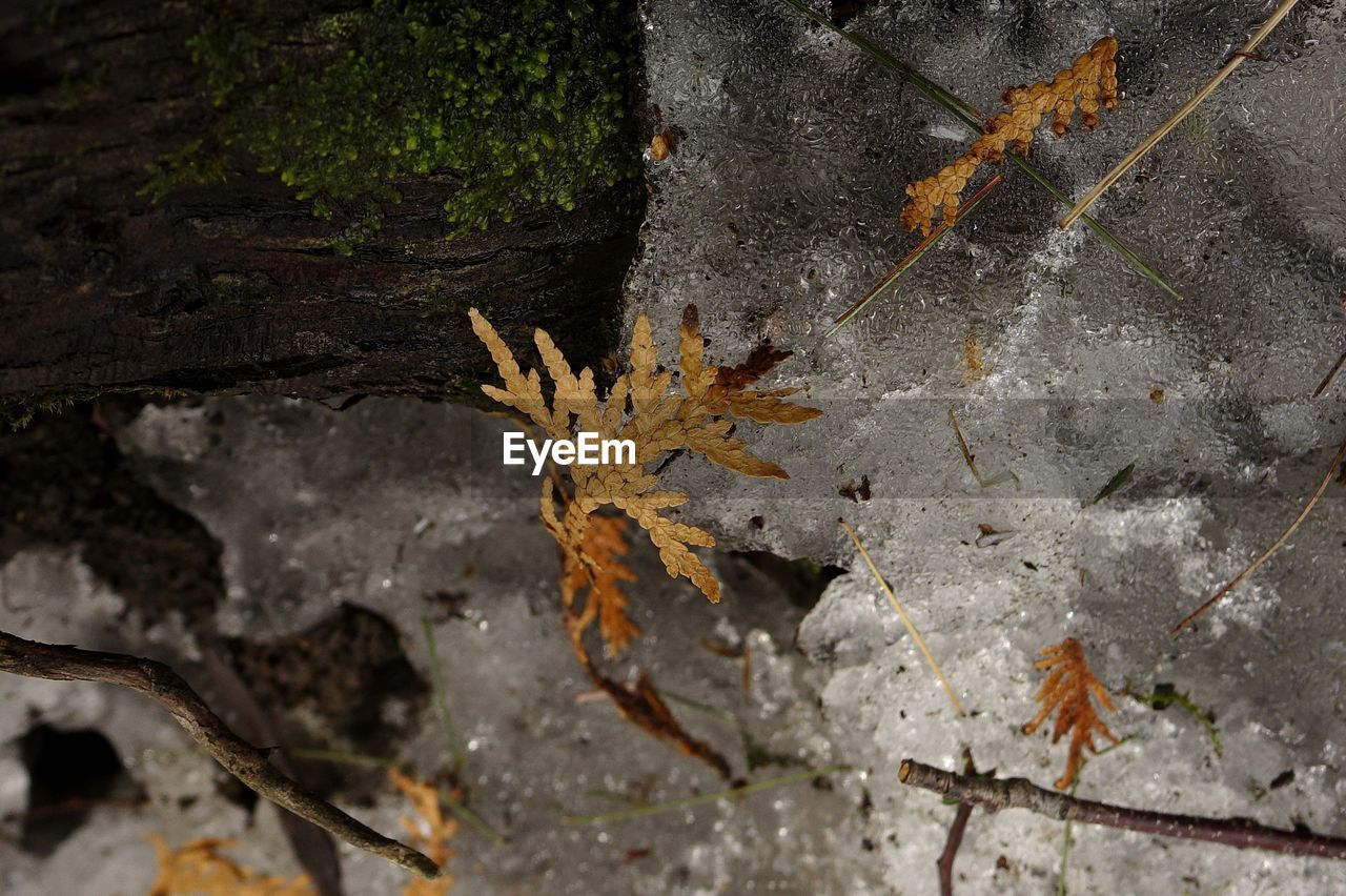 Close-up of snow on tree bark