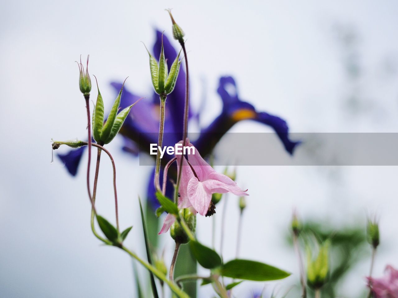 Close-up of flowers