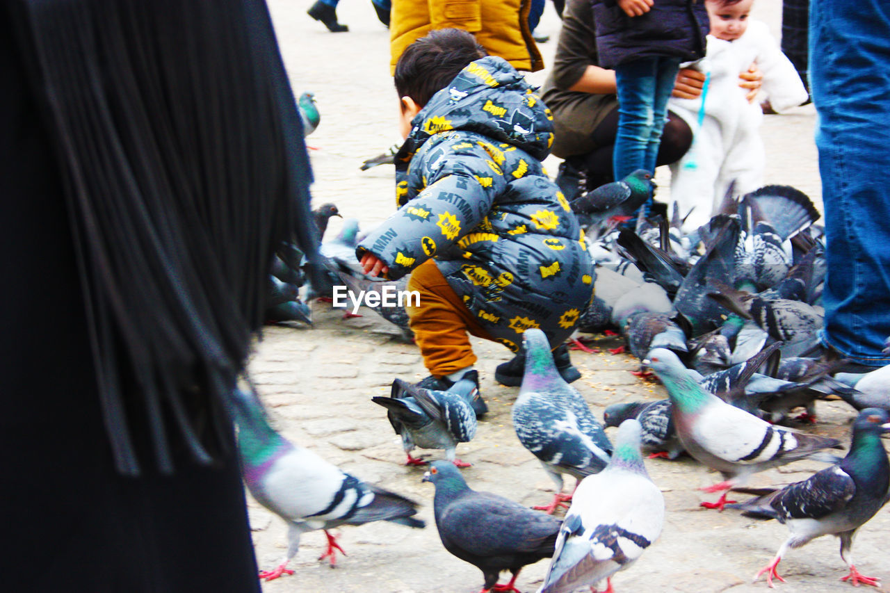 HIGH ANGLE VIEW OF BIRDS AND PEOPLE ON STREET