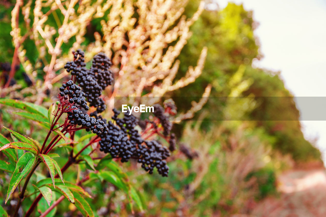 Bunches of ripe black elderberry in the forest. medicinal plants, harvesting, wildlife