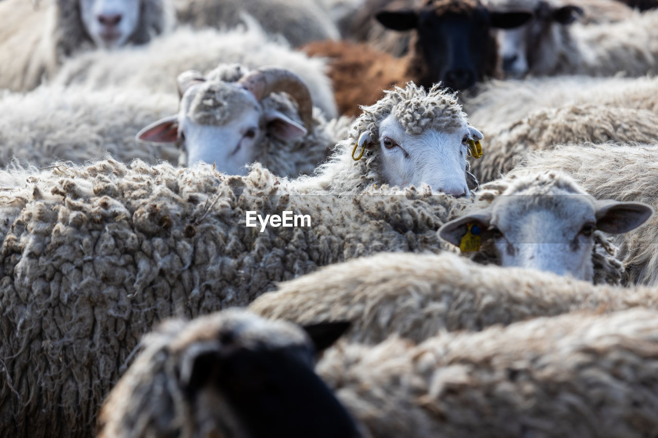 The sheep peacefully graze in the pen. a lot of beautiful lambs. the rays of the sun illuminate.