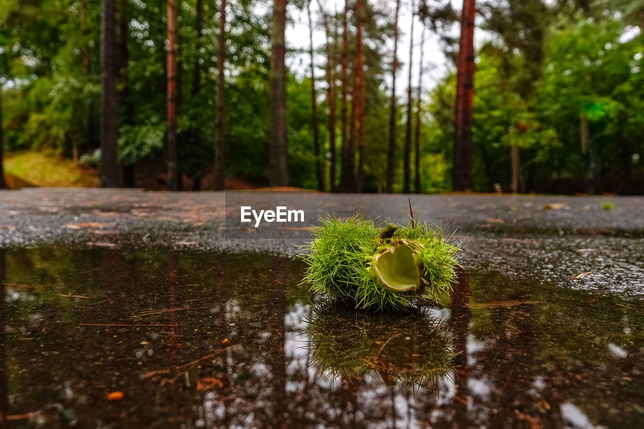 Close-up of plants growing in forest