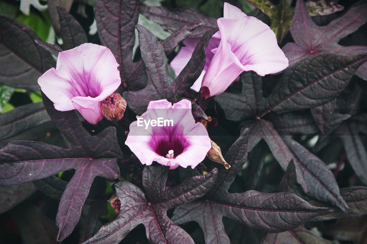 Beauty In Nature Close-up Day Flower Flower Head Flowering Plant Fragility Freshness Growth Inflorescence Leaf Nature No People Outdoors Petal Plant Plant Part Pollen Purple Purple Color Purple Flower Springtime