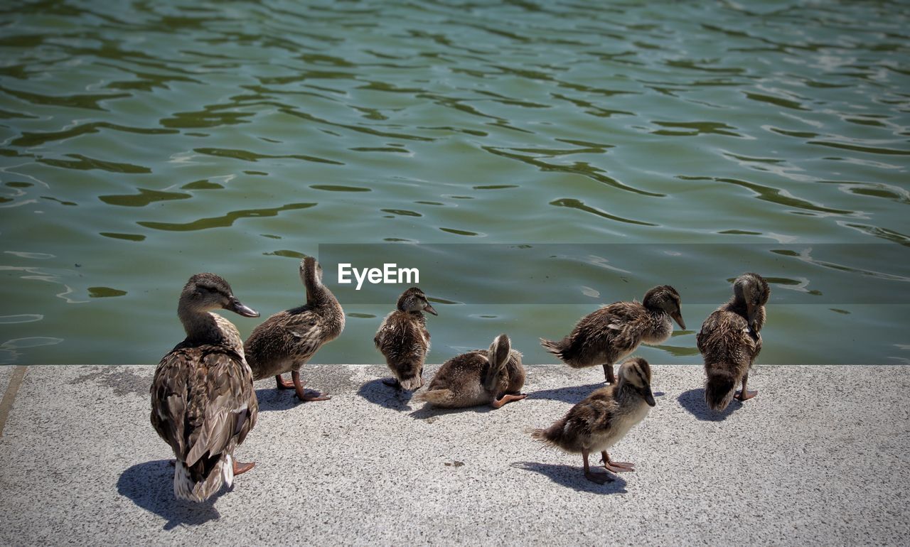 Group of birds in water