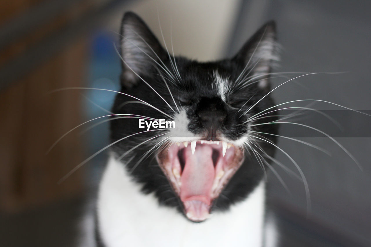 Close-up of a cat, open mouth