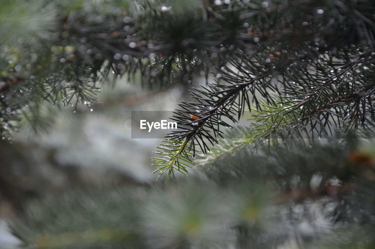 CLOSE-UP OF WET PINE TREE BRANCH DURING RAINY SEASON