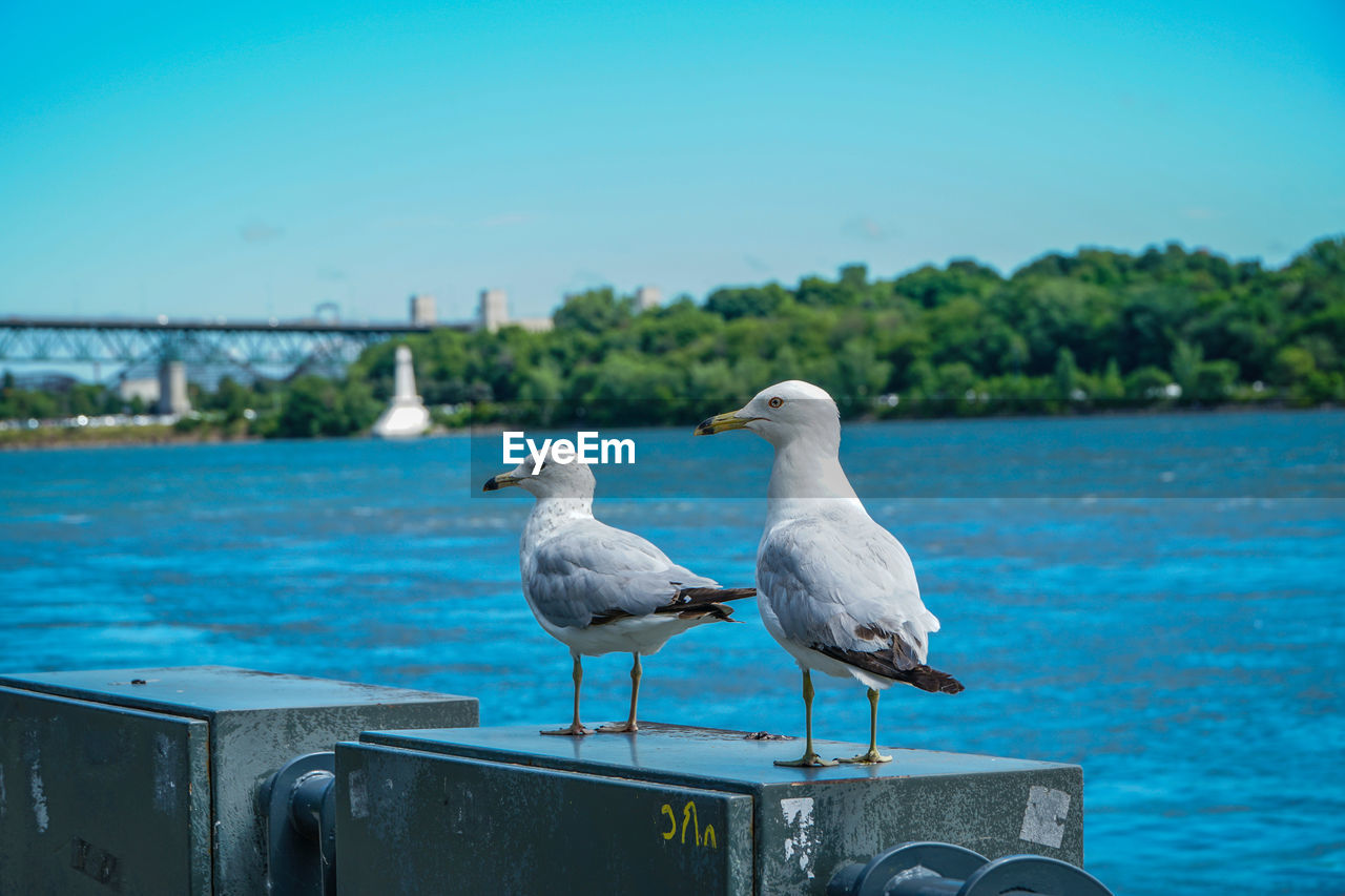 SEAGULL PERCHING ON RIVERBANK AGAINST SKY