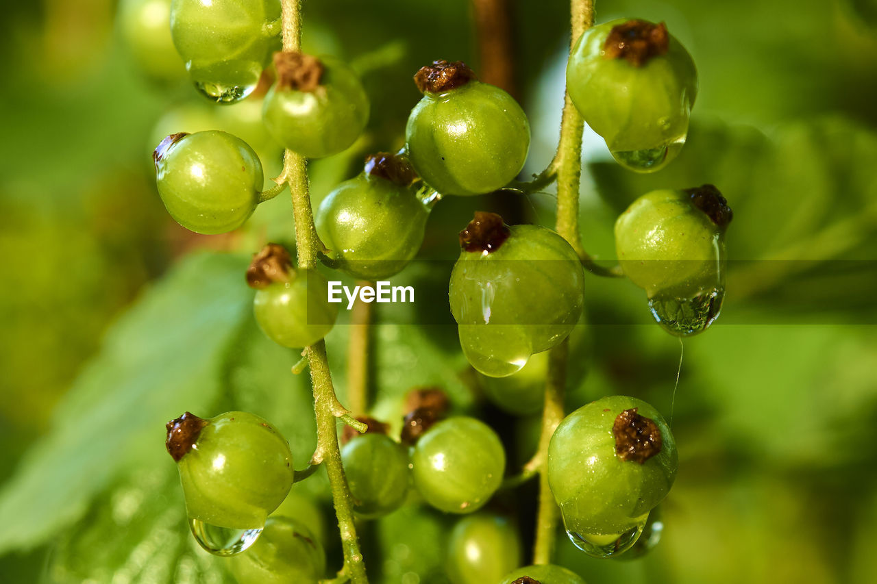 CLOSE-UP OF CHERRIES ON TREE