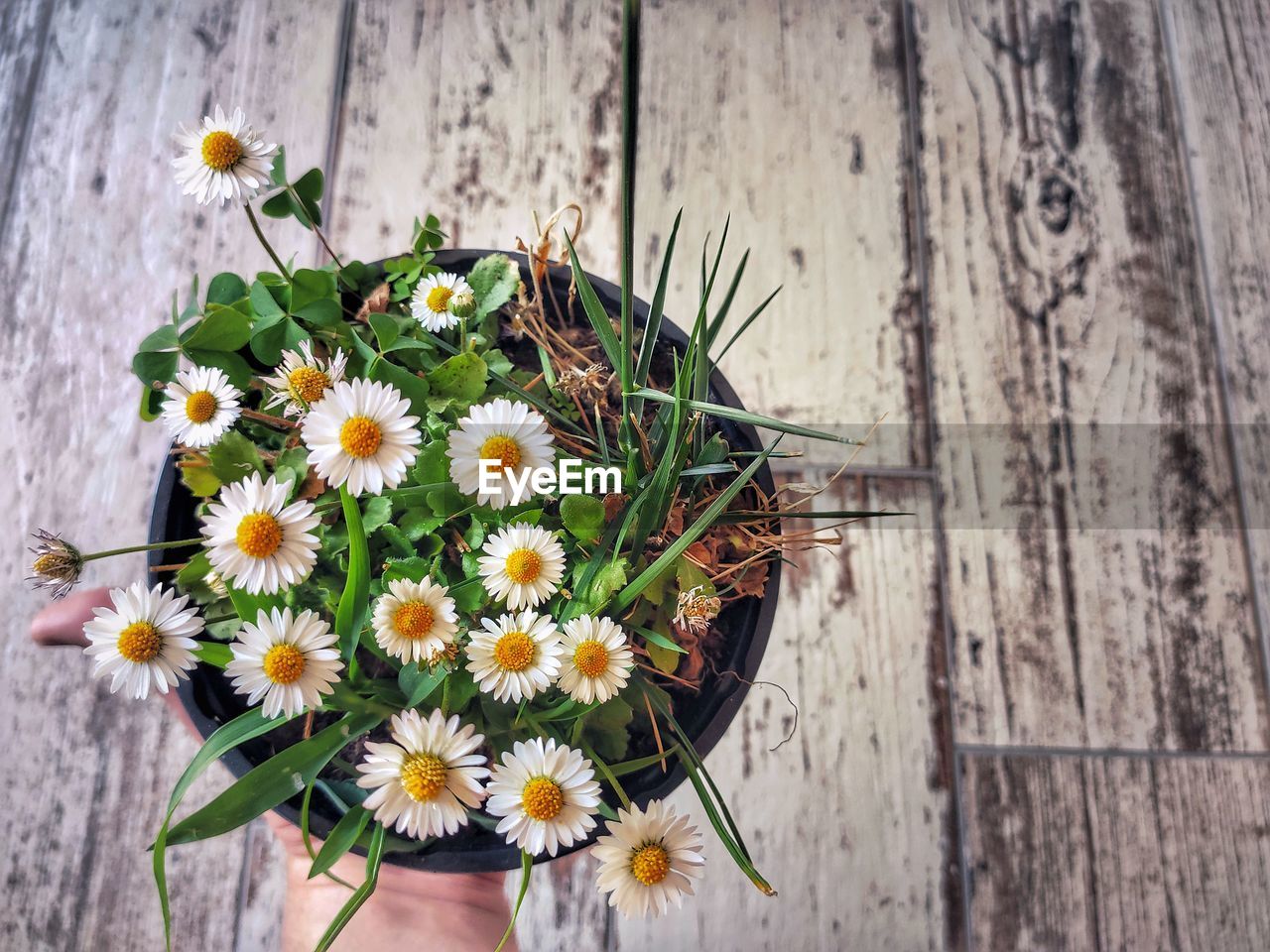 High angle view of daisies flowering plant on wood