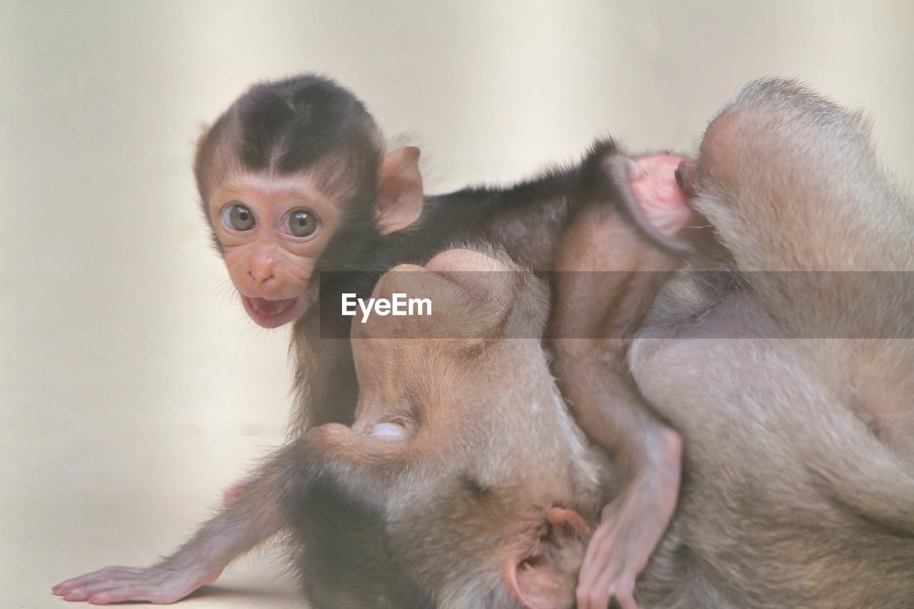 animal, animal themes, mammal, primate, monkey, young animal, group of animals, animal wildlife, macaque, baby, animal family, ape, old world monkey, togetherness, child, new world monkey, two animals, cute, wildlife, care, animal hair, baboon, positive emotion, emotion, love, childhood, portrait, sitting