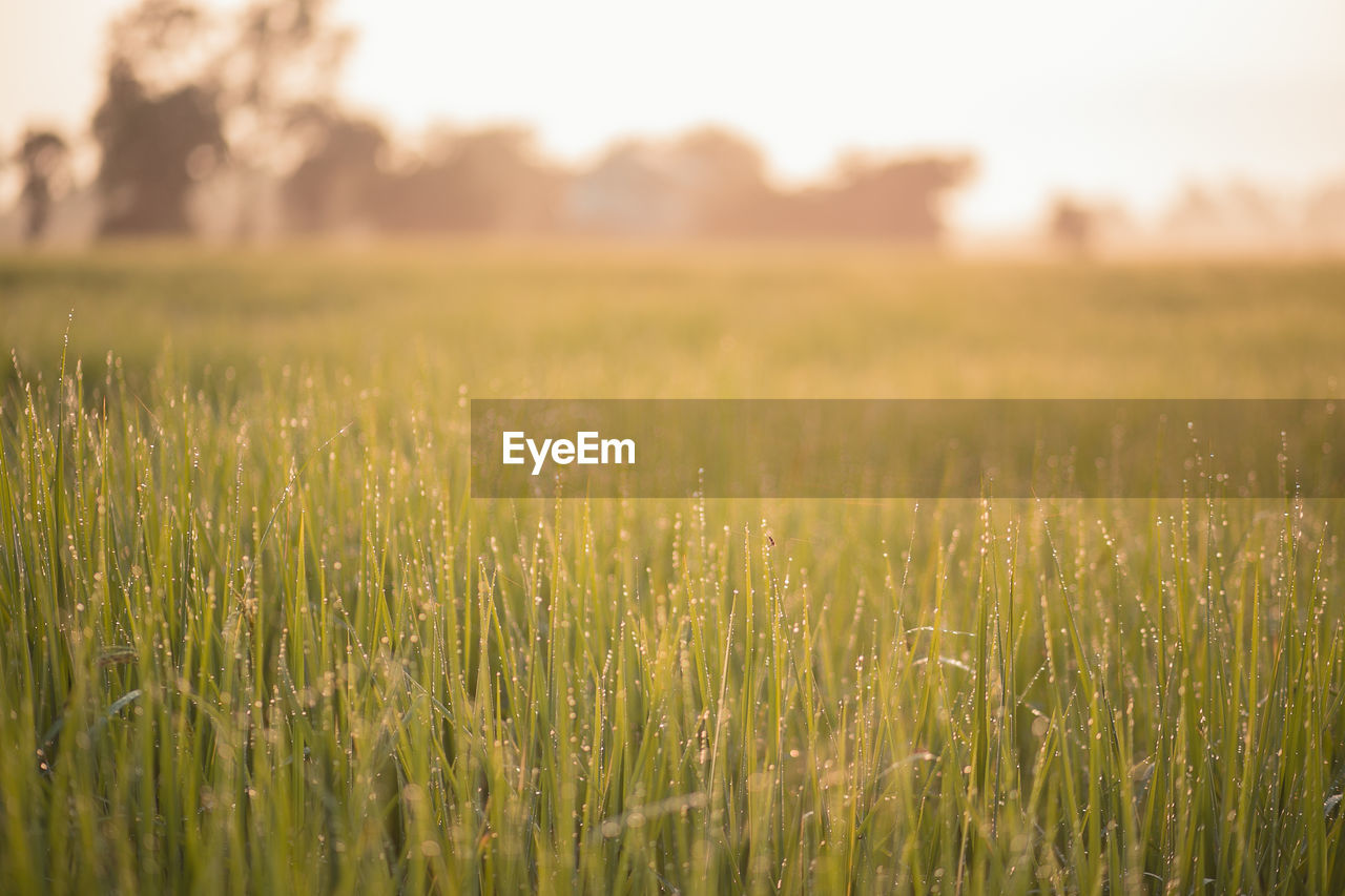 Wheat growing on field