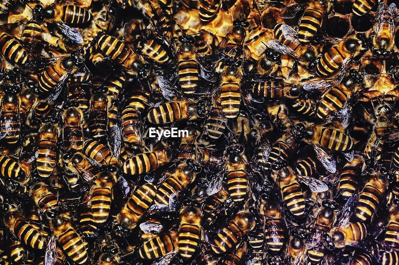 Full frame shot of bees