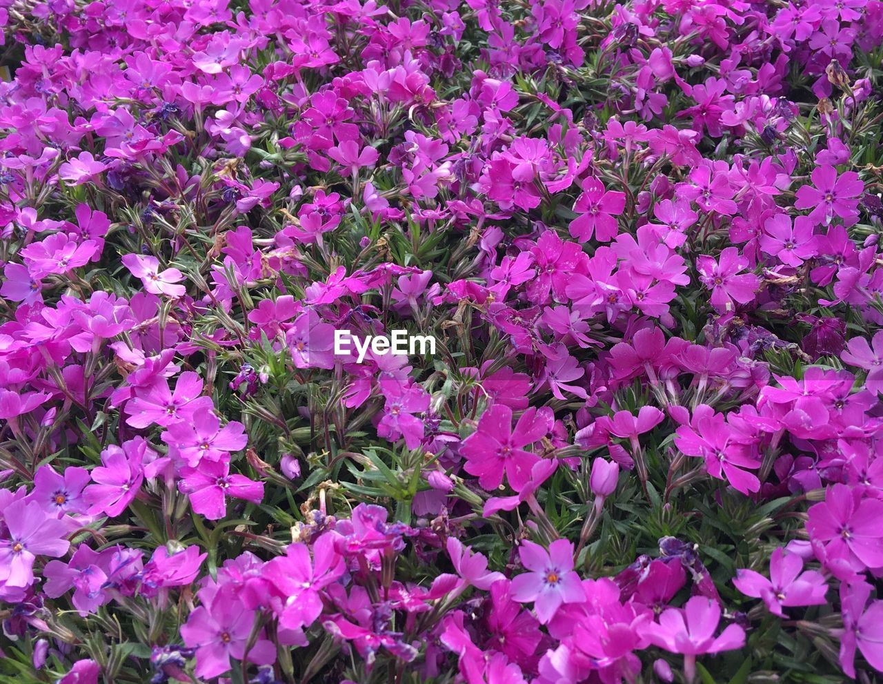 Close-up of pink flowers