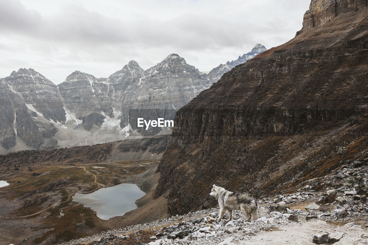 VIEW OF A SHEEP ON MOUNTAIN