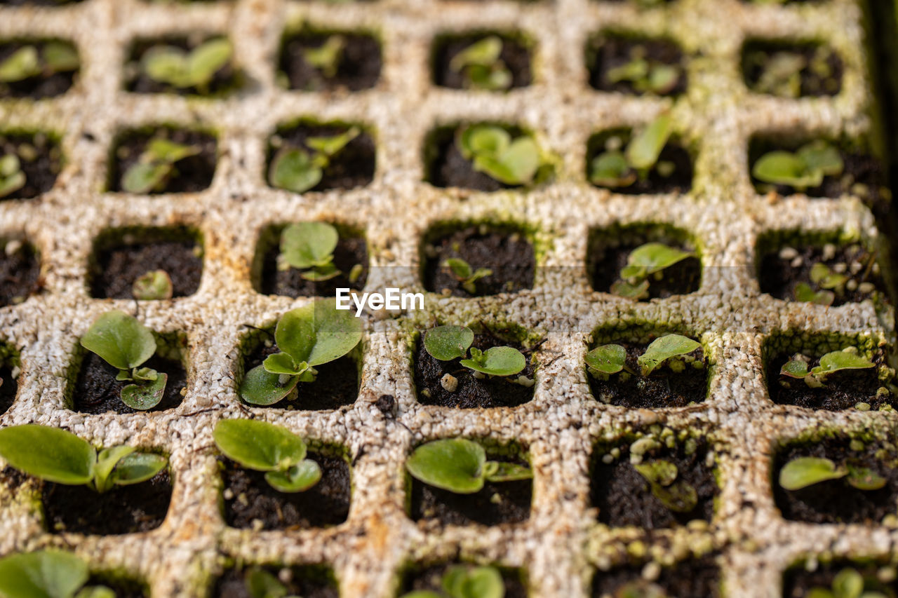 Close up view of nursery plant seedling in greenhouse