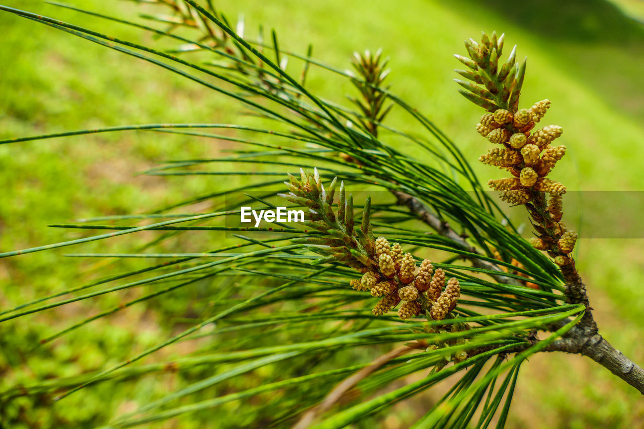 PINE CONE ON TREE