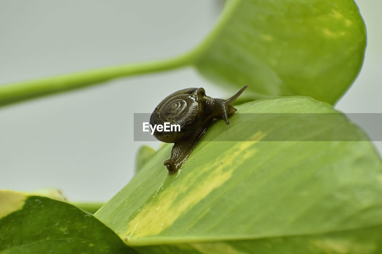 A closeup photograph of a snail on a plant.