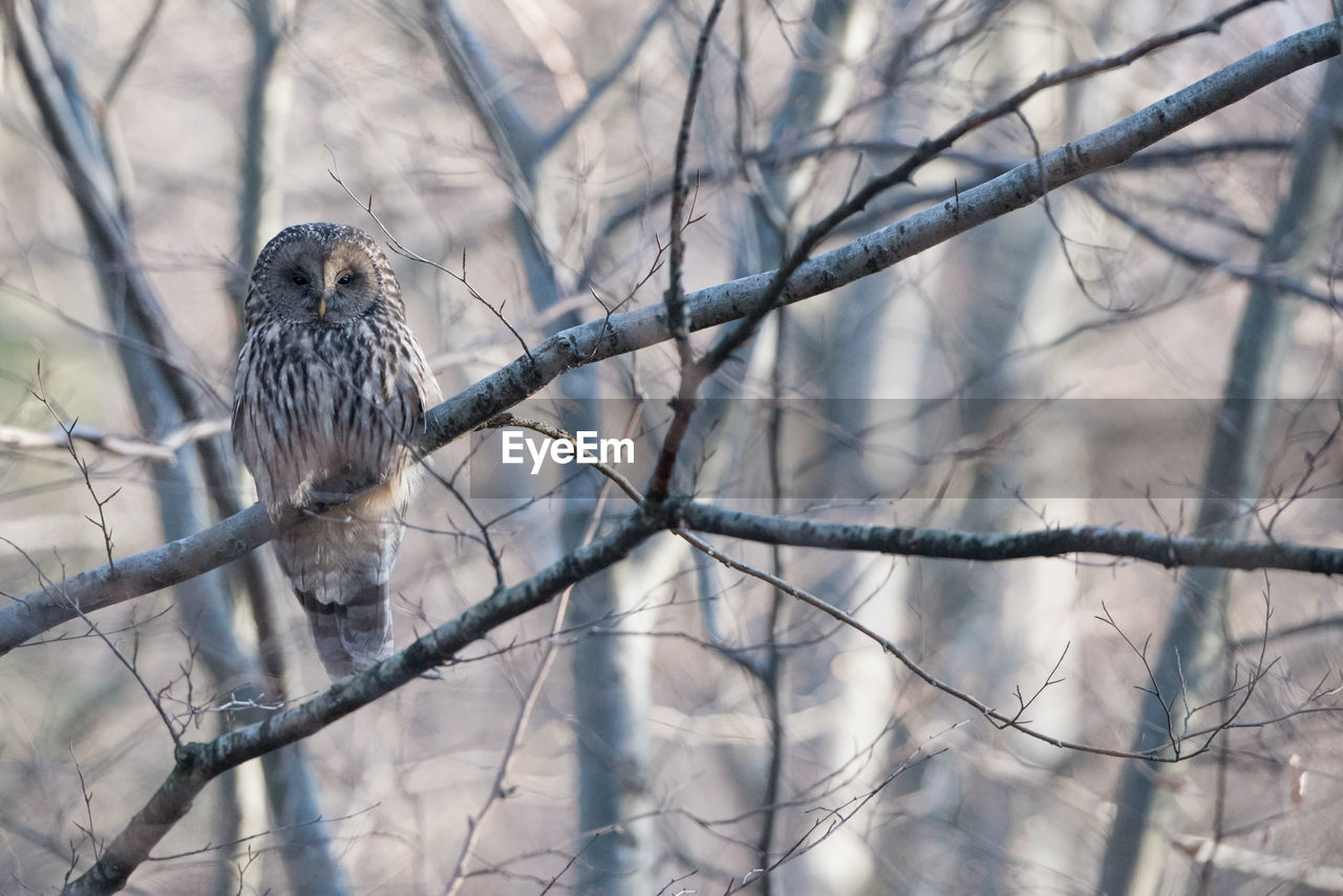 Isolated ural owl perching somewhere in a forest in poland