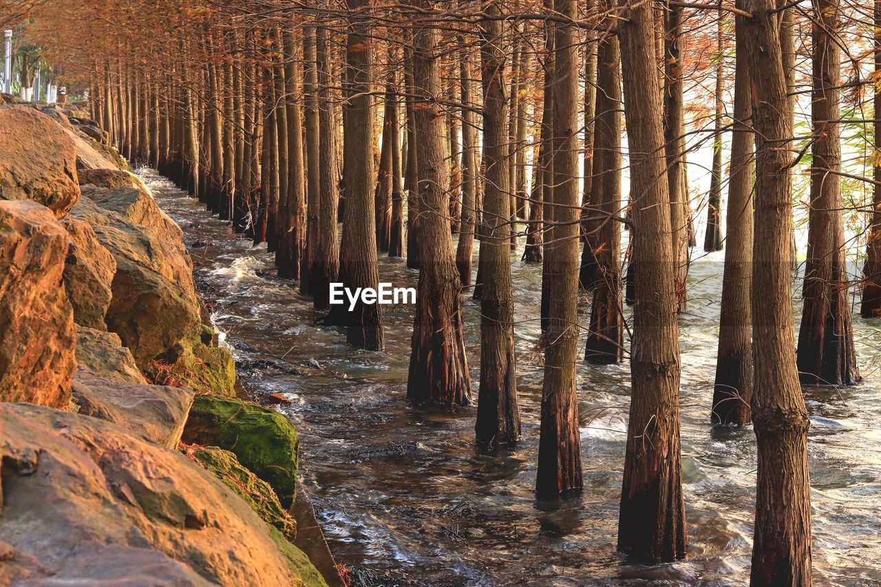 Scenic view of trees in forest