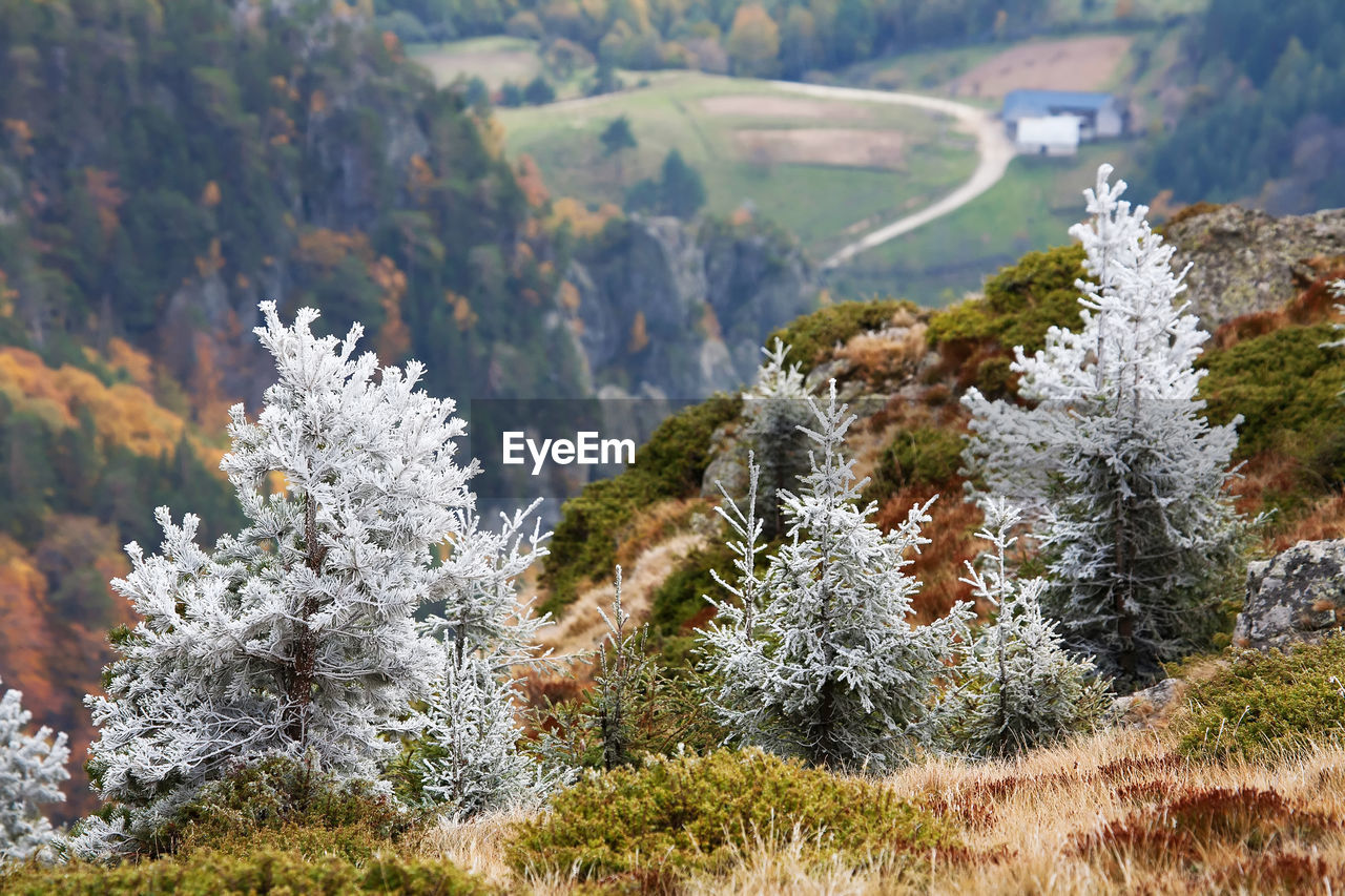 Plants growing on a tree