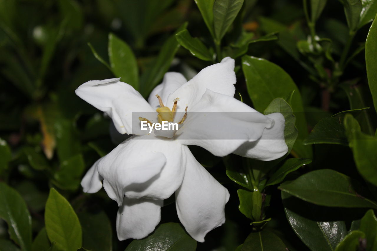 CLOSE-UP OF FRESH WHITE FRANGIPANI BLOOMING OUTDOORS