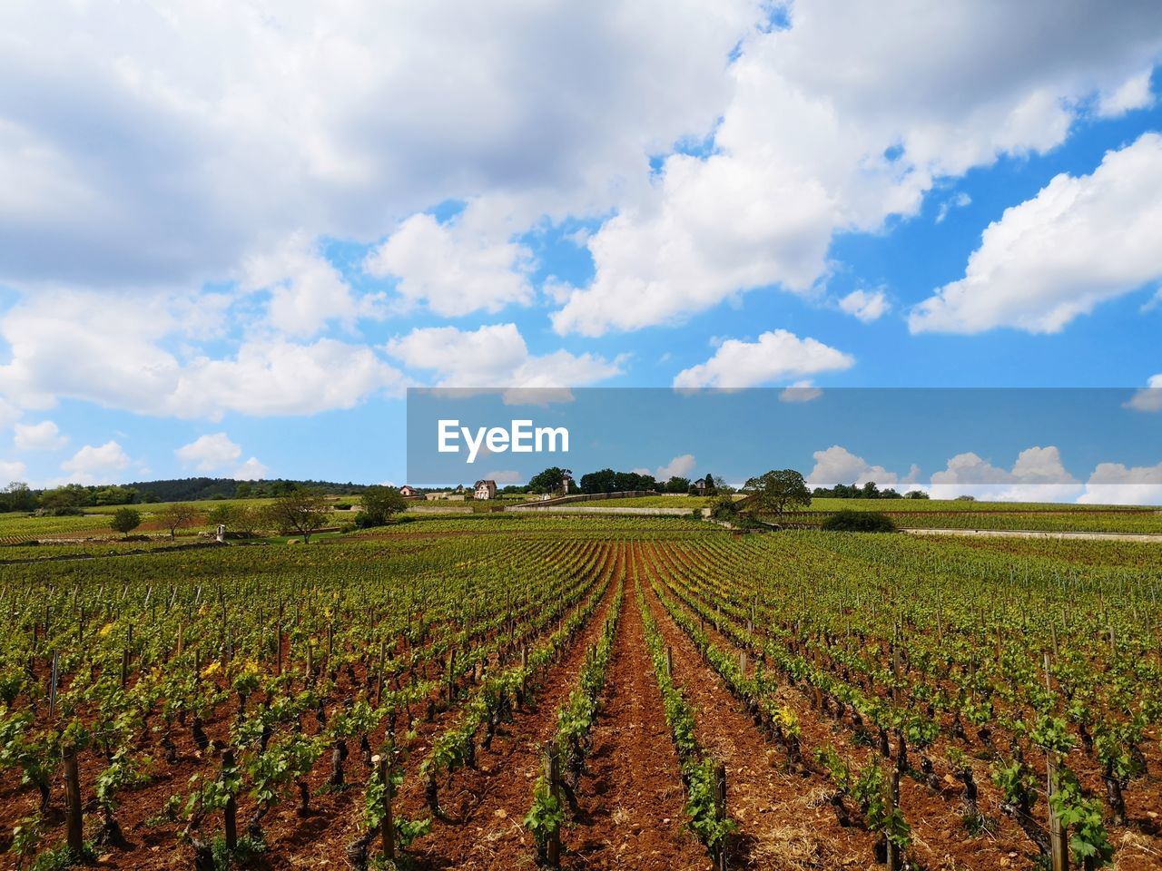 Scenic view of agricultural field against sky. scenic view of vineyard against sky 