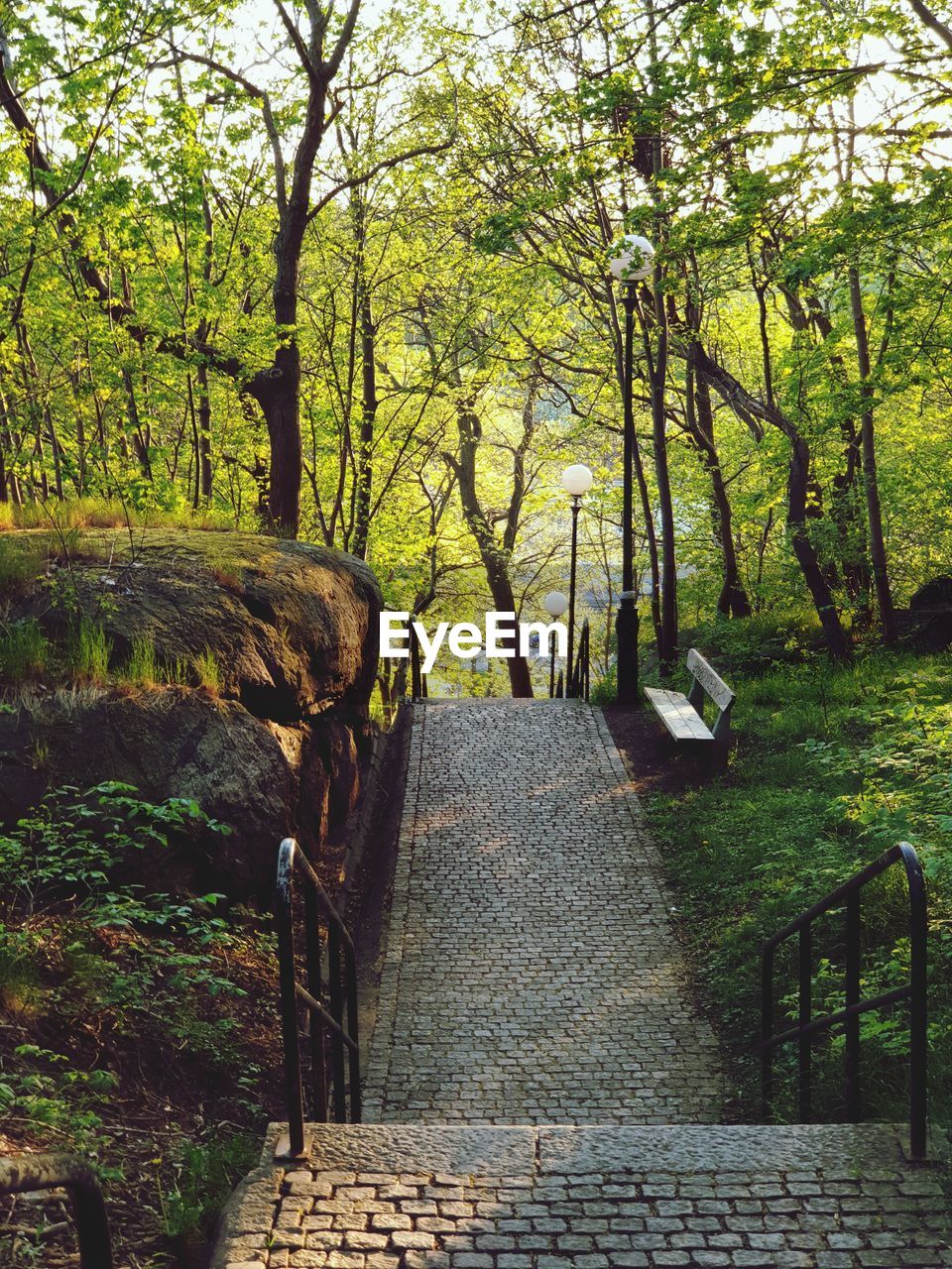 FOOTPATH AMIDST TREES IN PARK