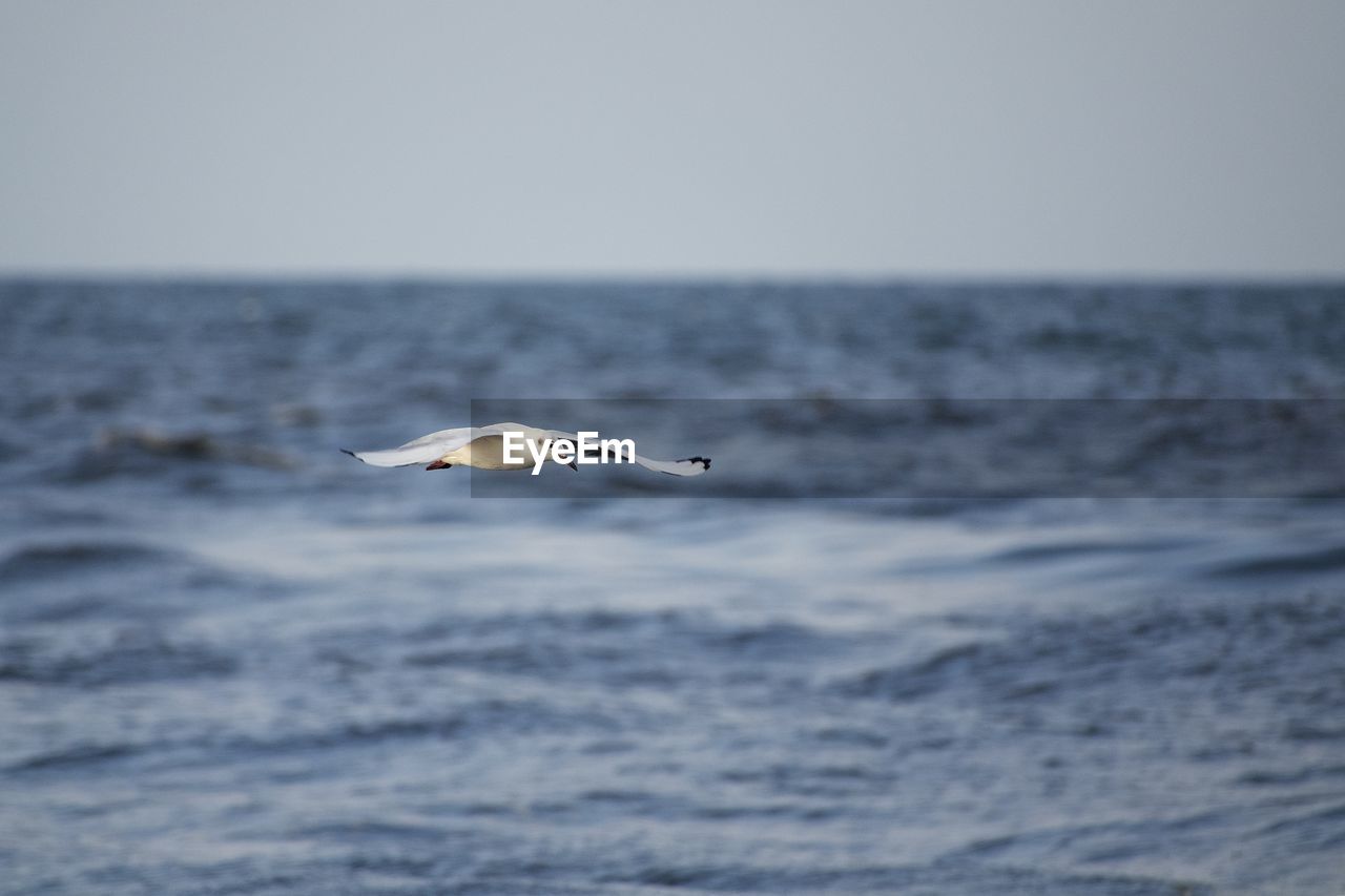 Seagull flying over sea against clear sky