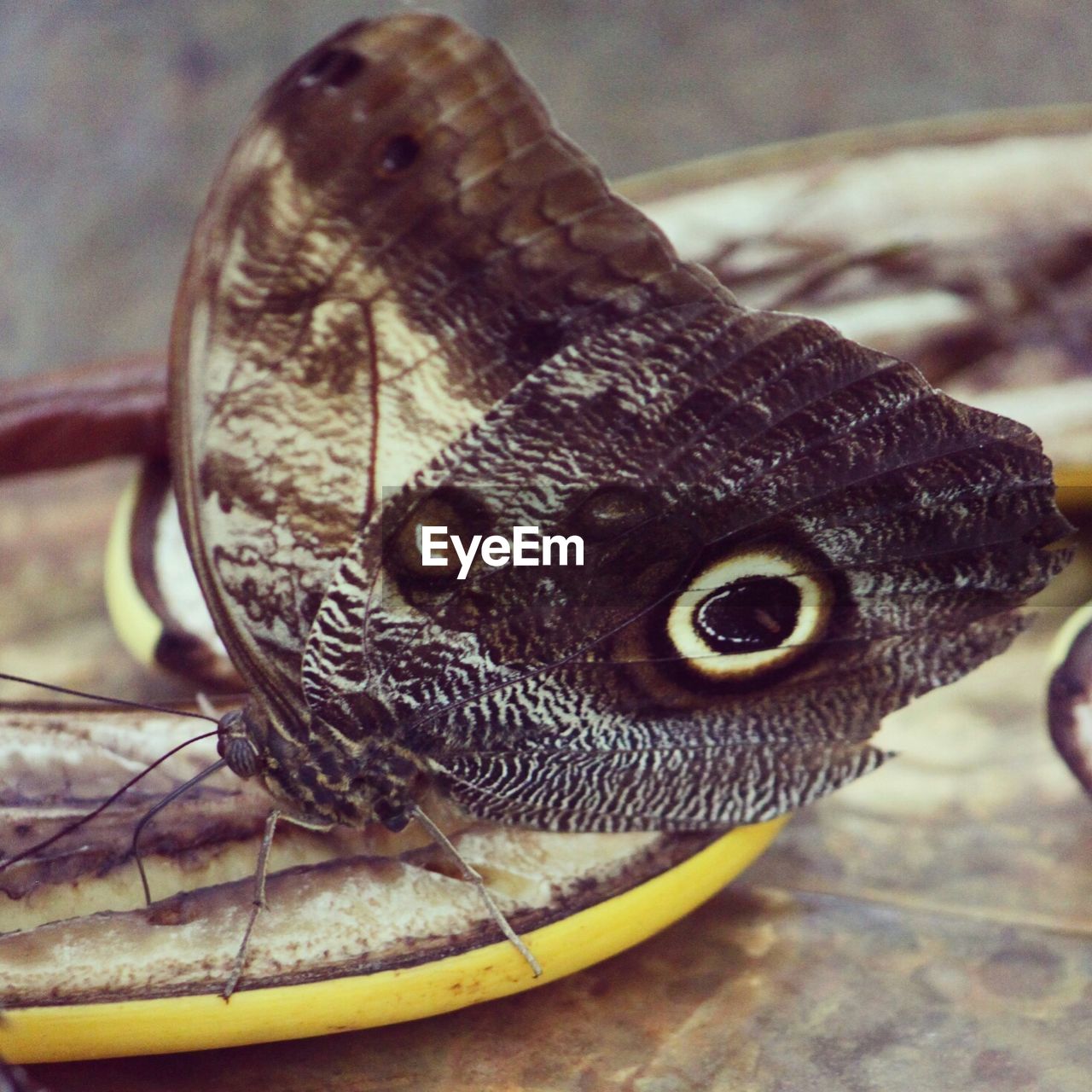 Close-up of butterfly on banana