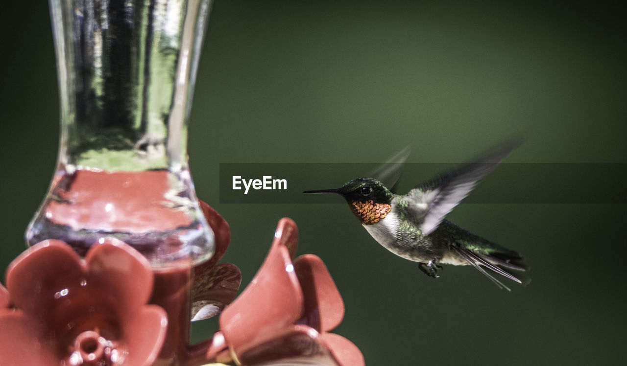 CLOSE-UP OF BIRD FLYING OVER BLURRED BACKGROUND