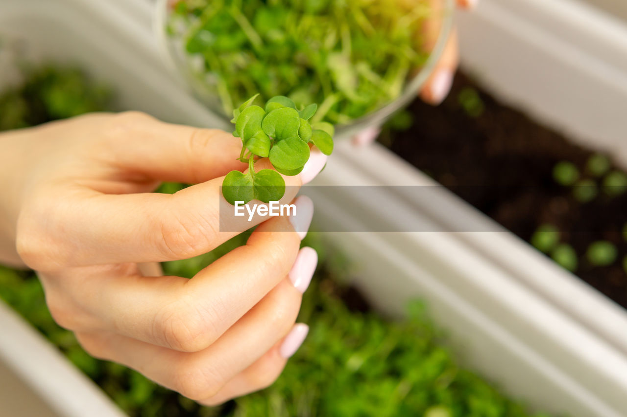 cropped hand of person holding plant