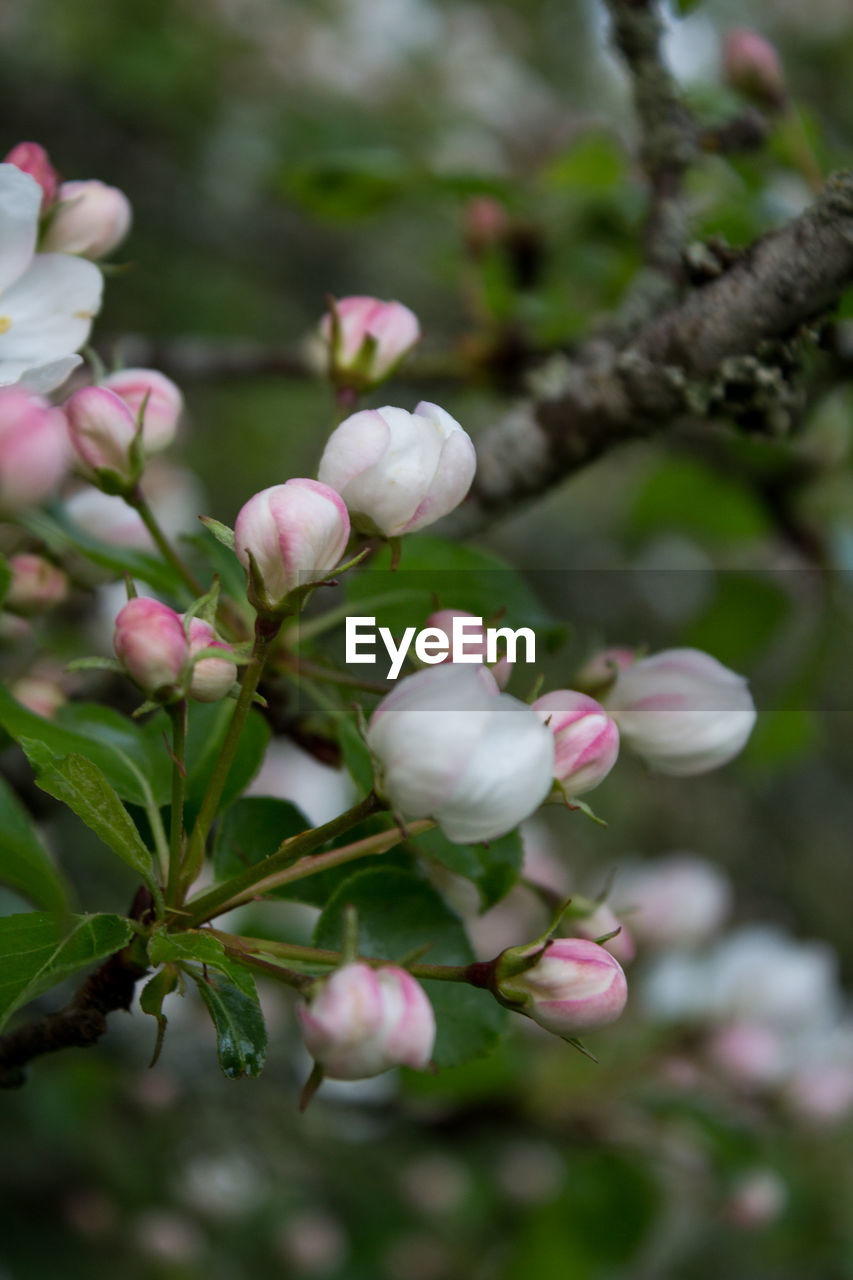 Close-up of apple blossom 