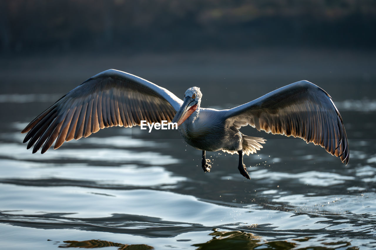 bird flying over water