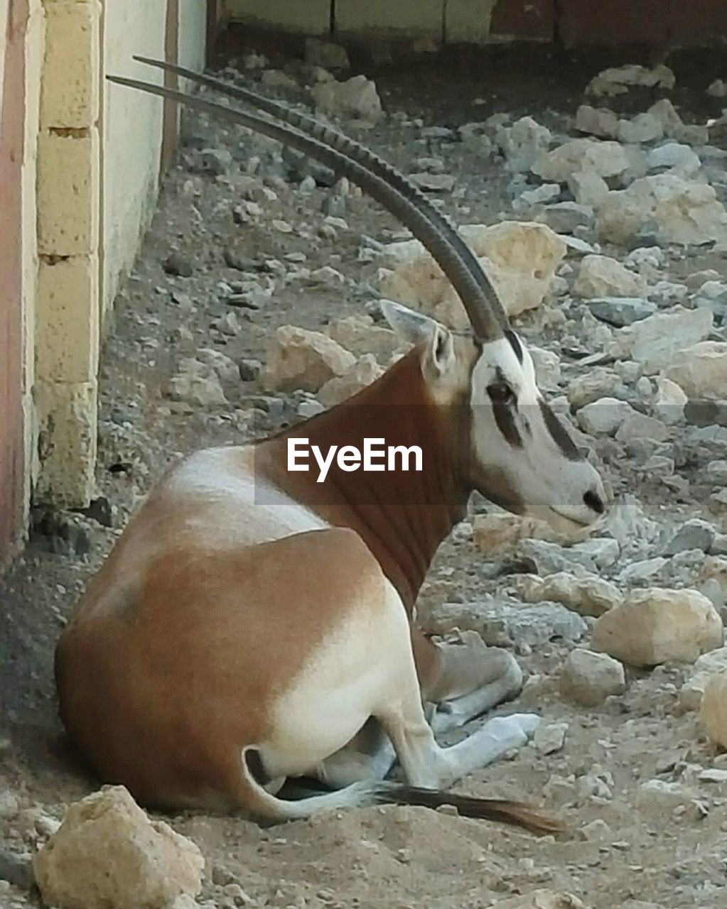 Arabian oryx relaxing on field