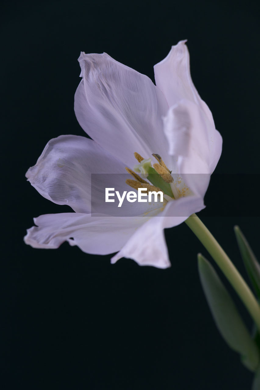 CLOSE-UP OF WHITE FLOWERS BLOOMING AGAINST BLACK BACKGROUND