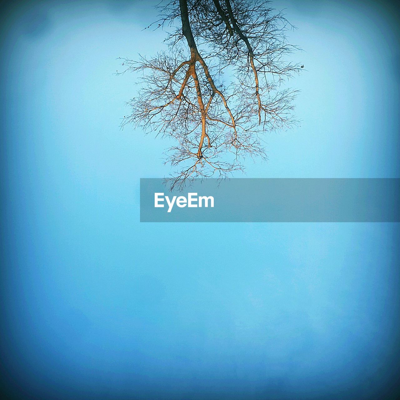 LOW ANGLE VIEW OF TREES AGAINST CLEAR BLUE SKY