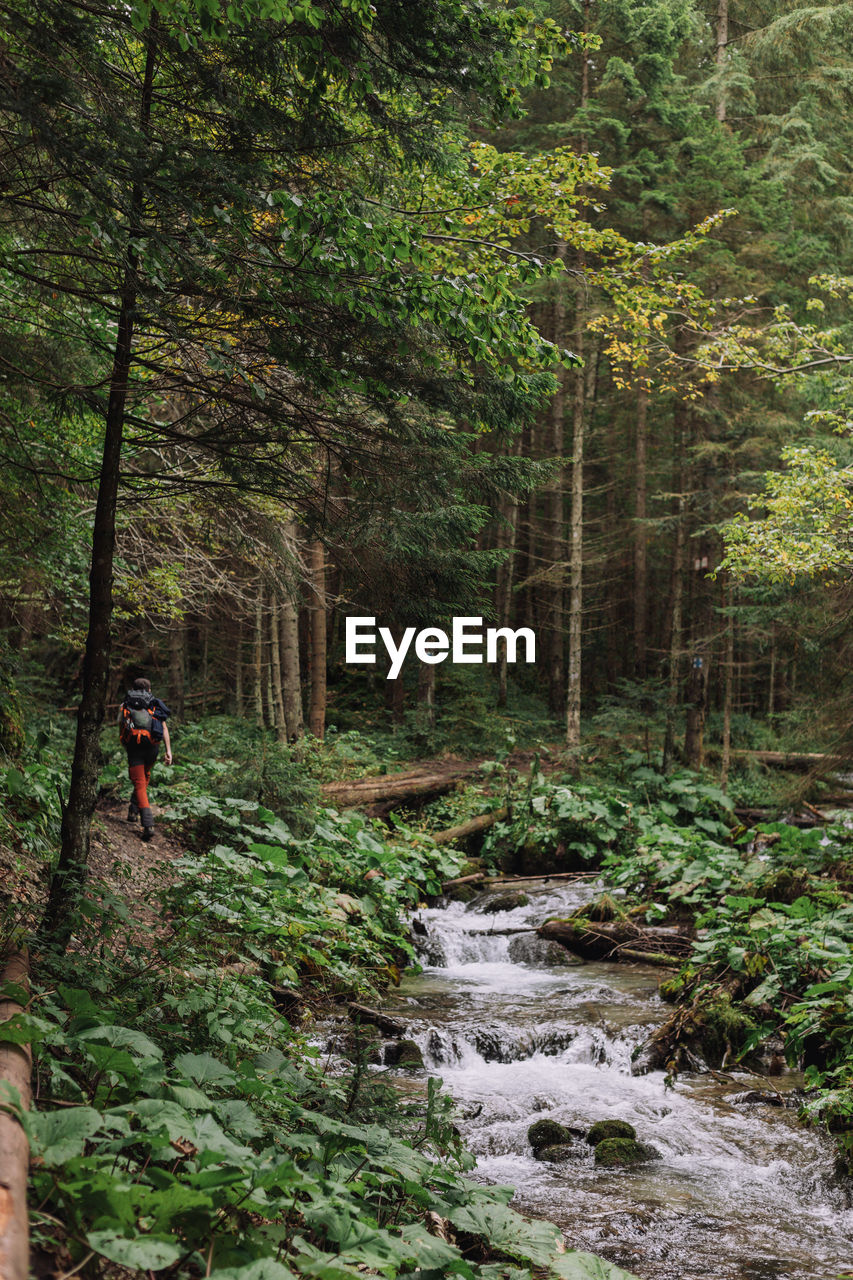 MAN AMIDST PLANTS IN STREAM