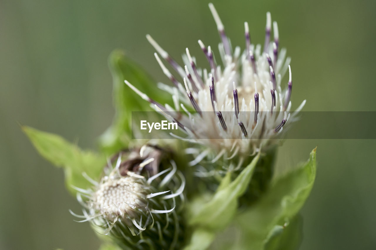 Close-up of flowering plant