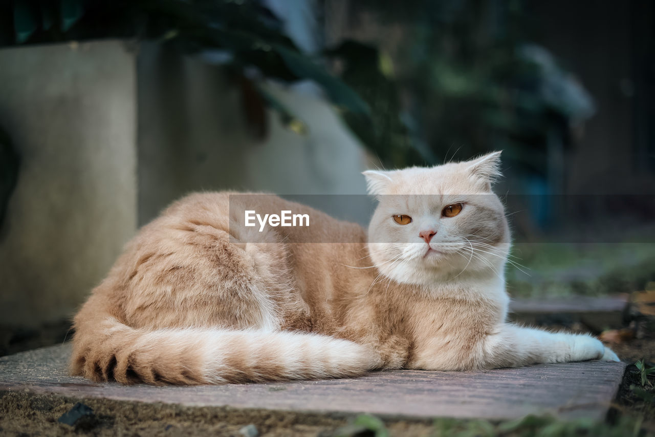 close-up of cat lying on floor at home