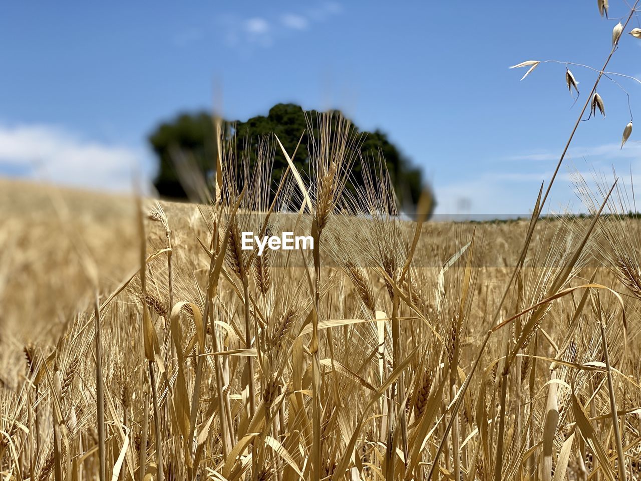 CLOSE-UP OF STALKS IN FIELD AGAINST THE SKY