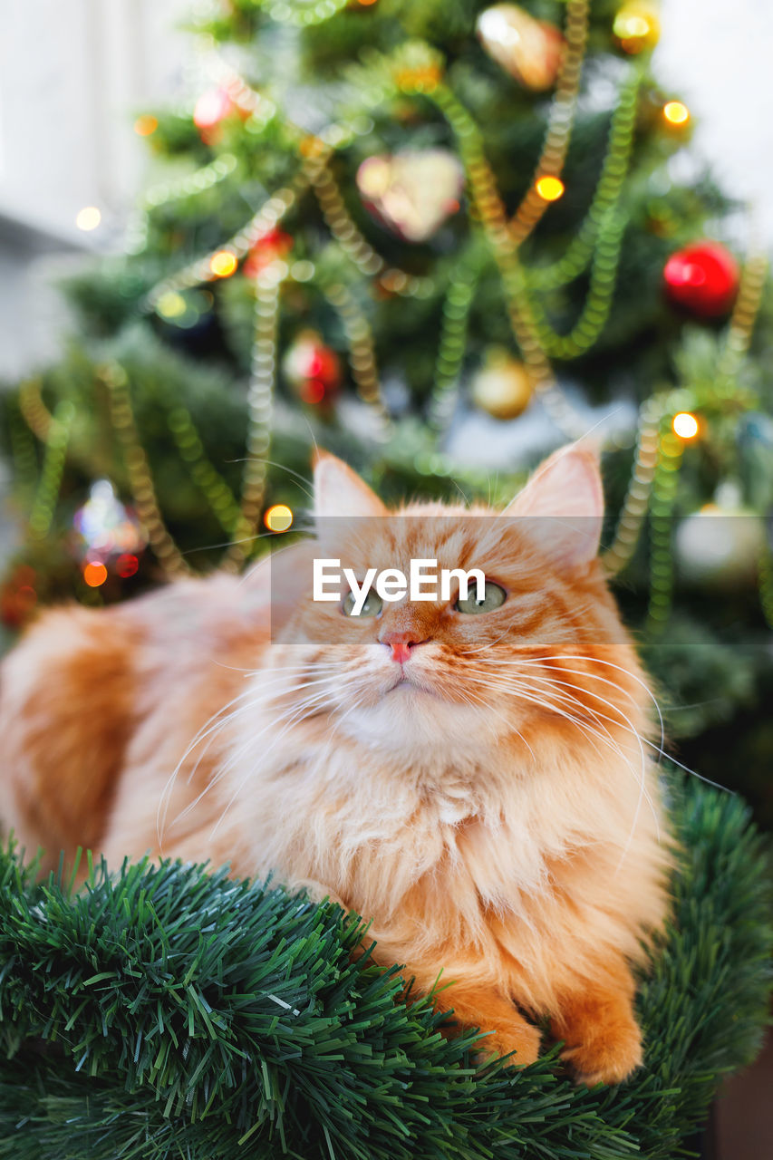 Ginger cat near christmas tree. pet and tree decorated for new year celebration. greeting card.