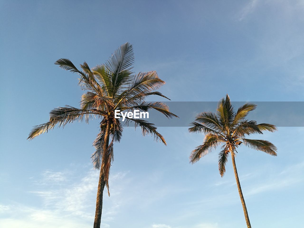 Low angle view of palm tree against sky